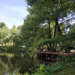 Sokolov: Město obdrželo dotaci na na ošetření stromů v parcích