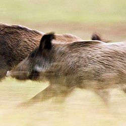 Sokolov: Strážníci pomohli zachránit psa zraněného divočákem