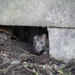 Sokolov: Ve městě se chystá celoplošná deratizace