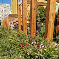 Sokolov: Ve vnitrobloku ulic Vítězná a Atletická se vysadí nové růžové keře