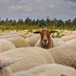 SVS přijímá mimořádná veterinární opatření proti šíření katarální horečky ovcí