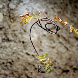 Třetí adventní neděle připadá vždy na patnáctý adventní den, na den řeči.