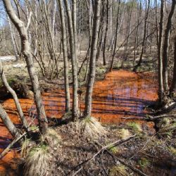 Průzkum minerálních pramenů Slavkovského lesa odhalil skryté přírodní bohatství
