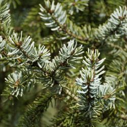 Lesní školky v ČR čelí problémům