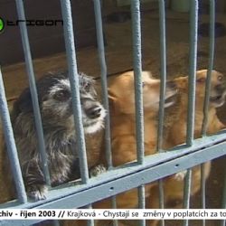 2003 – Krajková: Chystají se změny v poplatcích za toulavé psy (TV Západ)