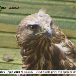 2003 – Sokolov: DDM získalo první dva opeřené dravce (TV Západ)