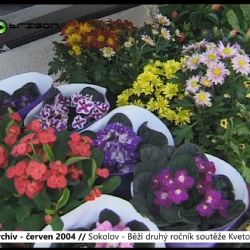2004 – Sokolov: Běží druhý ročník soutěže Kvetoucí okno (TV Západ)