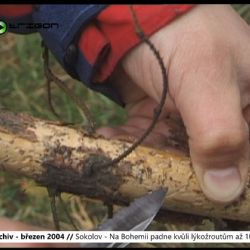 2004 – Sokolov: Na Bohemii padne kvůli lýkožroutům až 1000 smrků (TV Západ)