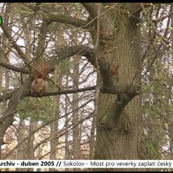 2005 – Sokolov: Most pro veverky zaplatí český pivovar (TV Západ)