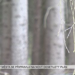 Cheb: Lesy města se připravují na nový desetiletý plán (TV Západ)
