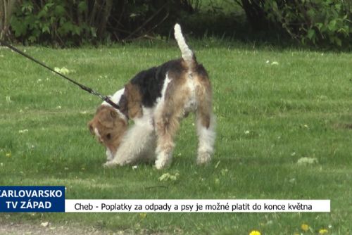 Foto: Cheb: Poplatky za odpady a psy je možné platit do konce května (TV Západ)