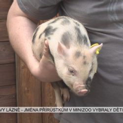 Františkovy Lázně: Jména přírůstkům v minizoo vybraly děti (TV Západ)