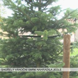 Kynšperk: Shořelý vánoční smrk nahradila jedle (TV Západ)