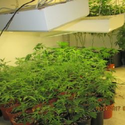 Nové Sedlo: Muž měl doma 400 rostlin konopí