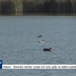 Ostrov: Borecké rybníky vydají své ryby opět na státní svátek 28. října (TV Západ)