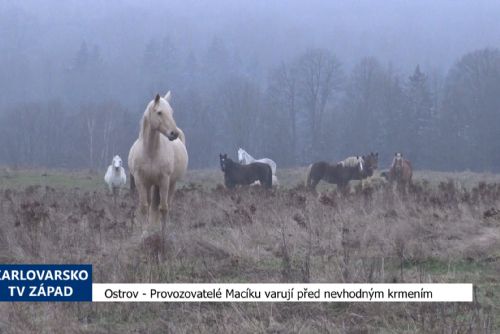 Foto: Ostrov: Provozovatelé Macíku varují před nevhodným krmením (TV Západ)