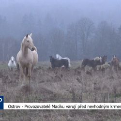 Ostrov: Provozovatelé Macíku varují před nevhodným krmením (TV Západ)