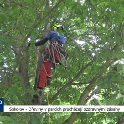 Sokolov: Dřeviny v parcích procházejí ozdravnými zásahy (TV Západ)