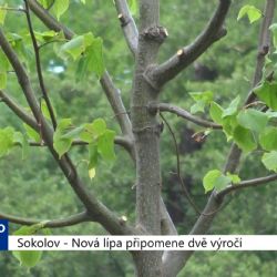 Sokolov: Nová lípa připomene dvě výročí (TV Západ)
