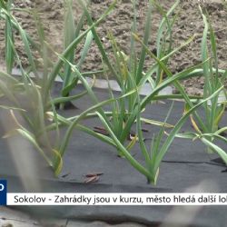 Sokolov: Zahrádky jsou v kurzu, město hledá další lokality (TV Západ)