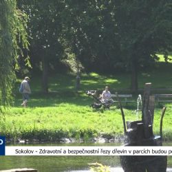 Sokolov: Zdravotní a bezpečnostní řezy dřevin v parcích budou pokračovat (TV Západ)