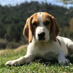 Téma: Nelegální dovoz psů z Rumunska je problém. Mohou mít smrtelnou vzteklinu