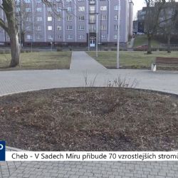 V Sadech míru přibude 70 vzrostlejších stromů (TV Západ)