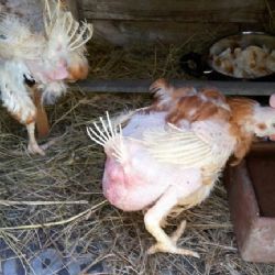 Veterinární správa varuje: Pozor při nákupu drůbeže