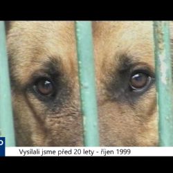 1999 – Cheb: Město odkoupilo útulek pro psy (TV Západ)