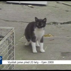 2000 – Cheb: Azylový dům pro kočky nevznikne (TV Západ)
