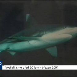2001 – Cheb: V galerii Růžový kopeček vystavuje Laehnemann (TV Západ)