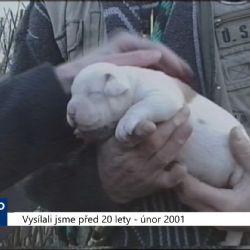 2001 – Region: Poslanci měli řešit tzv. bojová plemena psů (TV Západ)
