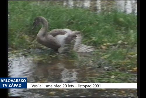 Foto: 2001 - Sokolov: Záchrana mláděte labutě byla úspěšná (TV Západ)
