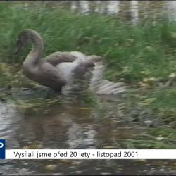 2001 - Sokolov: Záchrana mláděte labutě byla úspěšná (TV Západ)
