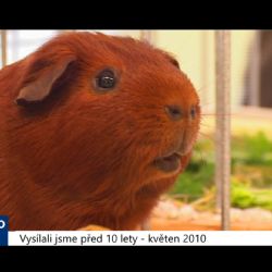2010 – Cheb: Morčata v Sově přilákala děti i dospělé (4028) (TV Západ)	