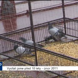 2011 – Cheb: Odchyt holubů přijde na 130 tisíc korun (4296) (TV Západ)