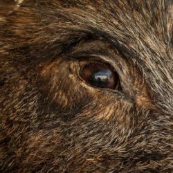 Africký mor prasat se v Německu šíří směrem k České republice