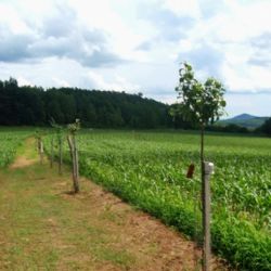 Alejí roku 2017 se stala mladá alej na Staré Husí cestě na Liberecku. Zapomenutá cesta zvítězila v Karlovarském kraji