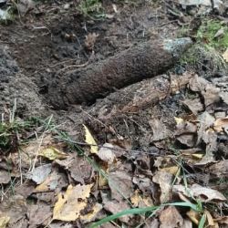 Arnoltov: Při hledání hub našla dělostřelecký granát