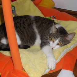 Aš: Hledá se kočička jménem Cherry