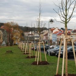 Aš: Město v letošním roce do výsadby stromů investovalo 170 tisíc korun