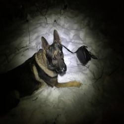 Aš: Služební pes Garrit byl opět úspěšný