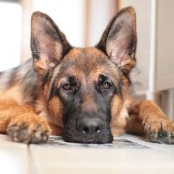 Aš: Strážníci pátrali po nepřihlášených psech