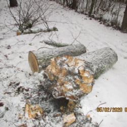 Aš: Únorovým vichrům padlo za oběť 19 stromů