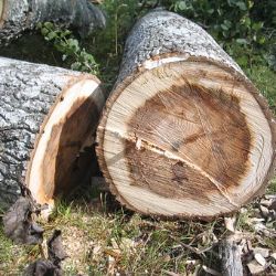 Aš: Zeleň v sadech Míru čeká částečná obměna