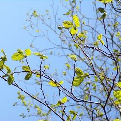 Aš: Zeleň v sadech Míru obmění městská společnost Ašské lesy