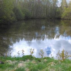 Ašsko: Policie řeší případ ubitého psa