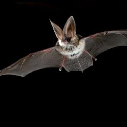 Bečov nad Teplou: Noc na zámku patřila netopýrům