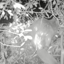 Bobr evropský se objevil na Hranicku po 150 letech