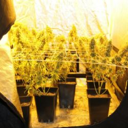 Bochov: V bytě pěstoval marihuanu